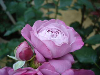 ブルーリバー-薔薇