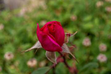 Rosa sin abrir