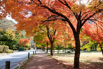 Naklejka premium 가을의 물든 나무들