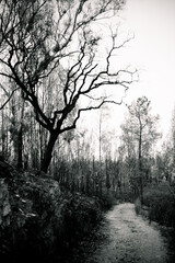 Bosque quemado en blanco y negro en un frio dia de invierno con camino o riachuelo.