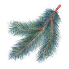 Green Christmas Tree Branch Isolated. Hand-drawn pencil illustration.