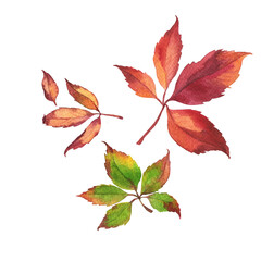 Set of red and green wild grape leaves. Hand drawn watercolor illustration.