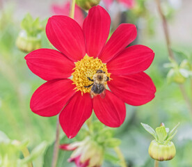 Obraz premium Bee on pretty scarlet dahlia