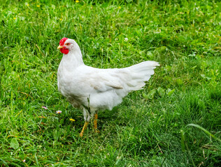 White chicken on green grass