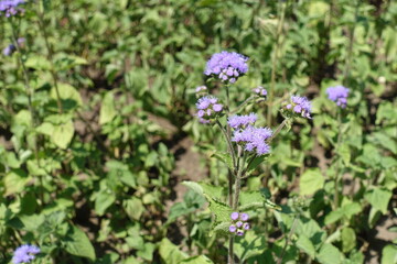 Obraz premium Closed buds and lavender colored flowers of Ageratum houstonianum in July