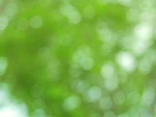 Beautiful bokeh of defocused blurred green trees. Natural image for background