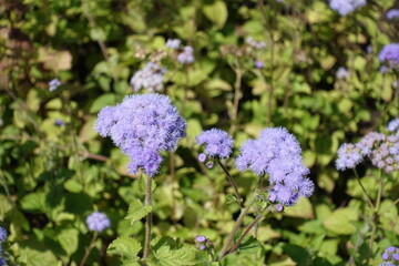 Obraz premium Closeup of lavender colored flowers of Ageratum houstonianum in August