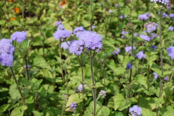 Erect stems with lavender colored flowers of Ageratum houstonianum in July