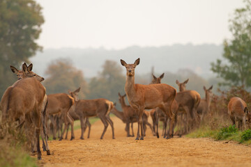 Naklejka na ściany i meble Herd of deers