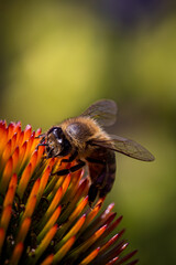 A close up of a bee on a flower