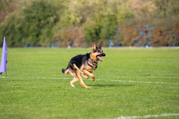 Sportive dog performing during the lure coursing in competition. Pet sport, motion, action, showing, performance concept. Pet's love. Young animal training before performing. Looks strong, purposeful.