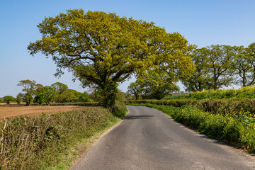 Looking along a country road in springtime, on the Isle of Wight