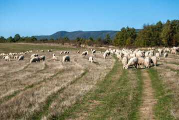 A flock of sheep grazing on green grass meadow in sunny autumn day