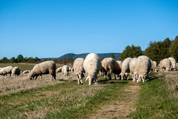 Fototapeta premium A flock of sheep grazing on green grass meadow in sunny autumn day