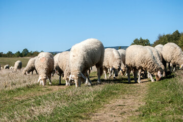 Obraz na płótnie Canvas A flock of sheep grazing on green grass meadow in sunny autumn day