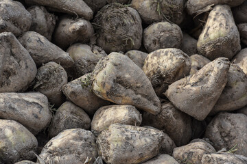 agriculture agricole culture betterave sucre sucriere recolte planete