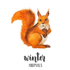 Fototapeta premium Watercolor squirrel with a bump isoleted on white. Cute red squirrel. Watercolor illustration. Winter animals. Christmas, New year