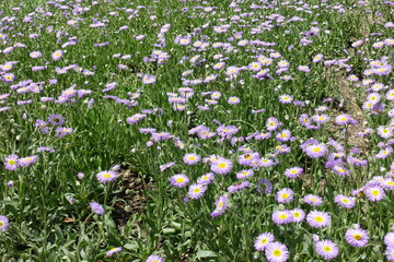 Light violet flowers of Erigeron speciosus in May