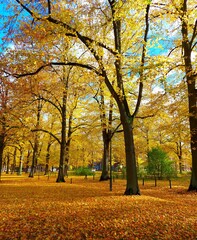 Naklejka premium autumn trees in the park