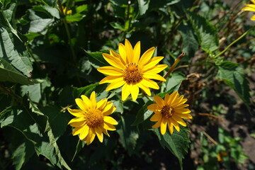 Heliopsis helianthoides with three yellow flowers in July