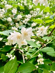 tree blossom