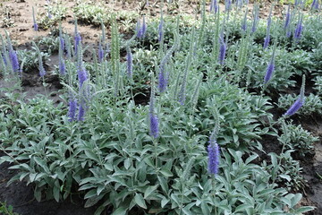Numerous violet flower spikes of Veronica incana in Jue