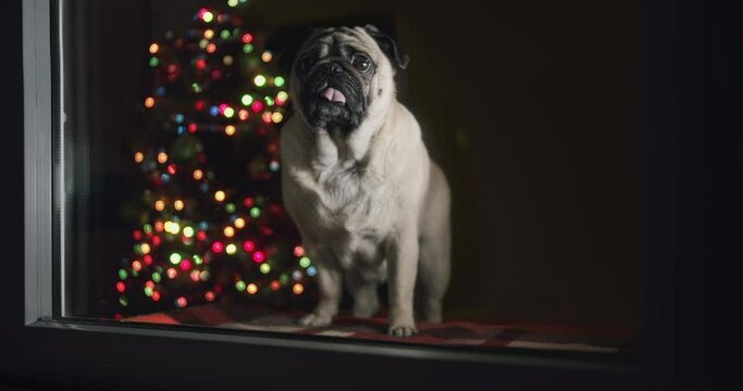 Funny Cute Pug Dog Looking Out The Window. Home Alone. Looking Outside. Looking For Santa With Presents. Christmas Tree Background. Christmas  Night