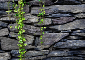 Green plant hanging with gray slate stones wall and space for text