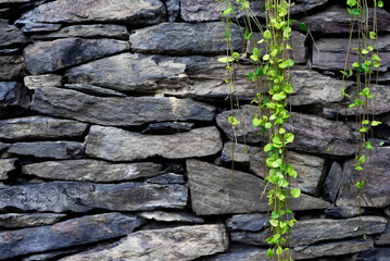 Green plant hanging with gray slate stones wall and space for text
