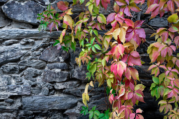 Autumn colored leaves on a dark stone wall with space for text