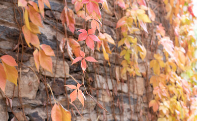 Soft toned fall leaves hanging on a chalkboard wall with the sun to the right an room for text