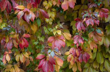 Autumnal background with colorful leaves