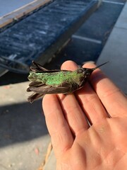 humming bird on hand