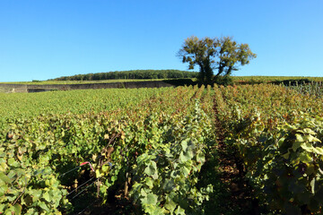 Arbre égaré au milieu des vignes