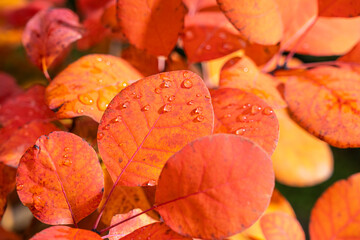 Herbstblätter mit Wassertropfen, Schweiz