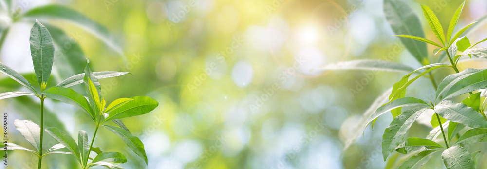 Wall mural beautiful nature background with devil tree and leaf blurred and copy space.