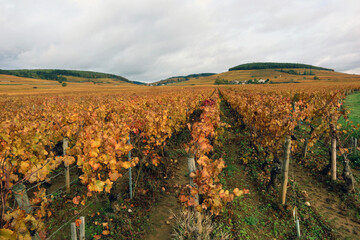 Fototapeta na wymiar Vignes dorées en Bourgone