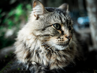Beautiful grey cat