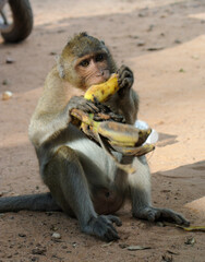 Monkey eats banana