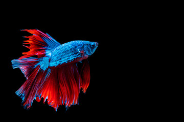 Betta splendens fighting fish in Thailand on isolated black background. The moving moment beautiful of blue&red Siamese betta fancy fish with copy space.