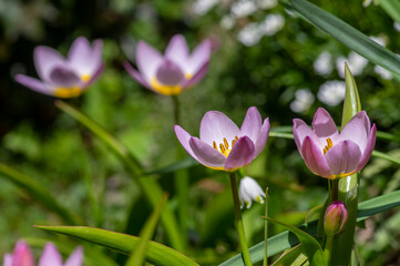 Tulipa saxatilis bright pink yellow flowering cretan tulip flowers, springtime beautiful ornamental rock plants in bloom