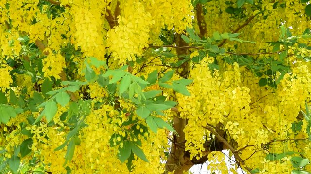 The Ratchaphruek flower bunch moves beautifully in the wind. Thai national flower