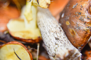 selective focus at the bottom side of the mushroom