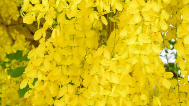 The Ratchaphruek flower bunch moves beautifully in the wind. Thai national flower