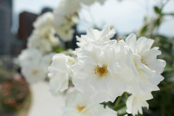 Fototapeta na wymiar 白いバラ
