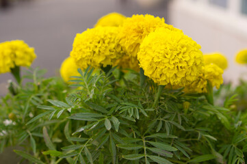 Beautiful yellow autumn flowers in a city flower bed