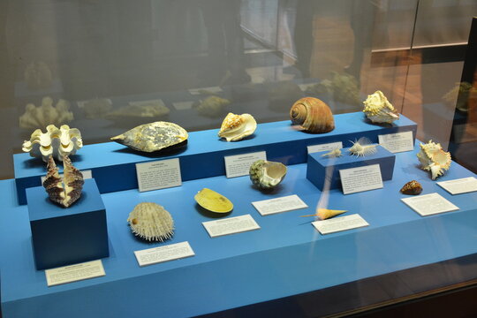 National museum of natural history shell display in Manila, Philippines