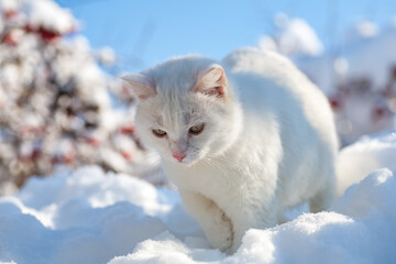 cat in snow on a foggy winter morning