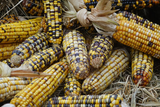 colorful corn at an agricultural fair