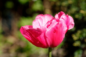 Rosa blühendeTulpe (Tulipa), Deutschland, Europa